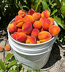 FLPeach Bucket-220.jpg (134 KB)