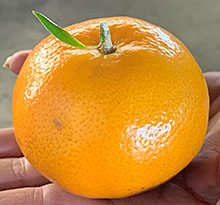 Glory Orri Mandarins