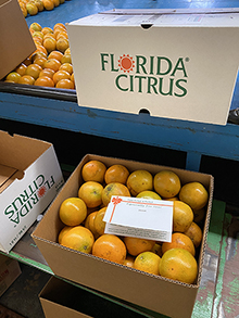 Florida Juice Oranges