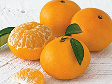 Florida Oranges