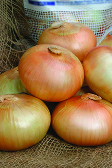 vidalia-large-220.jpg (684 KB)
